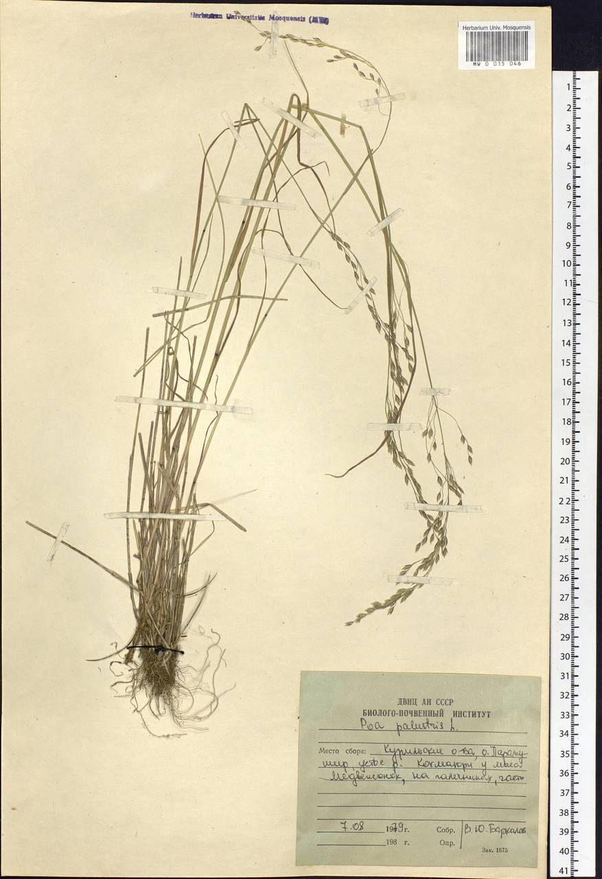Poa palustris L., Siberia, Russian Far East (S6) (Russia)