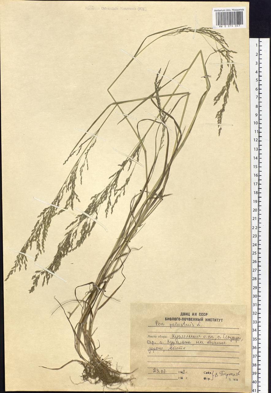 Poa palustris L., Siberia, Russian Far East (S6) (Russia)
