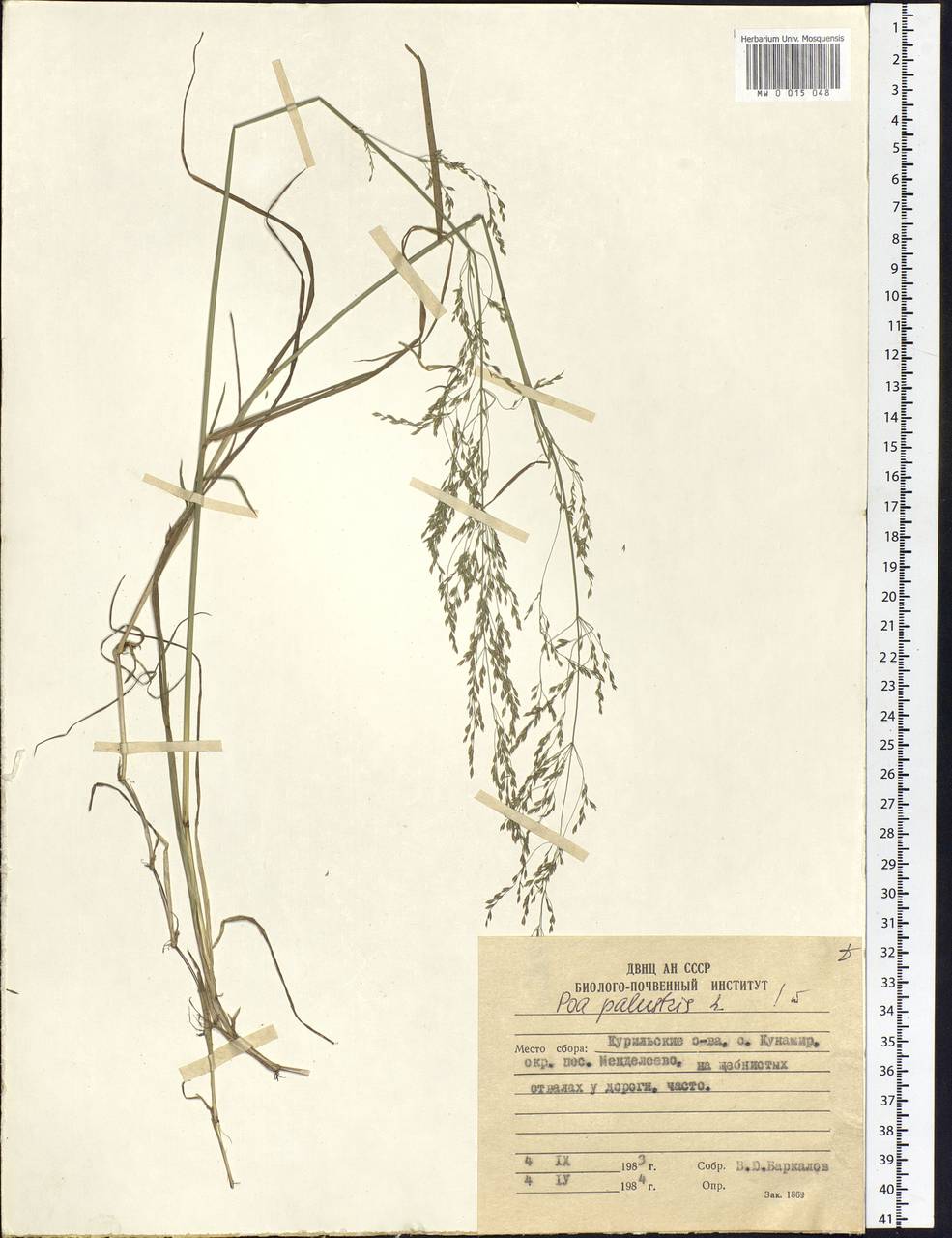 Poa palustris L., Siberia, Russian Far East (S6) (Russia)