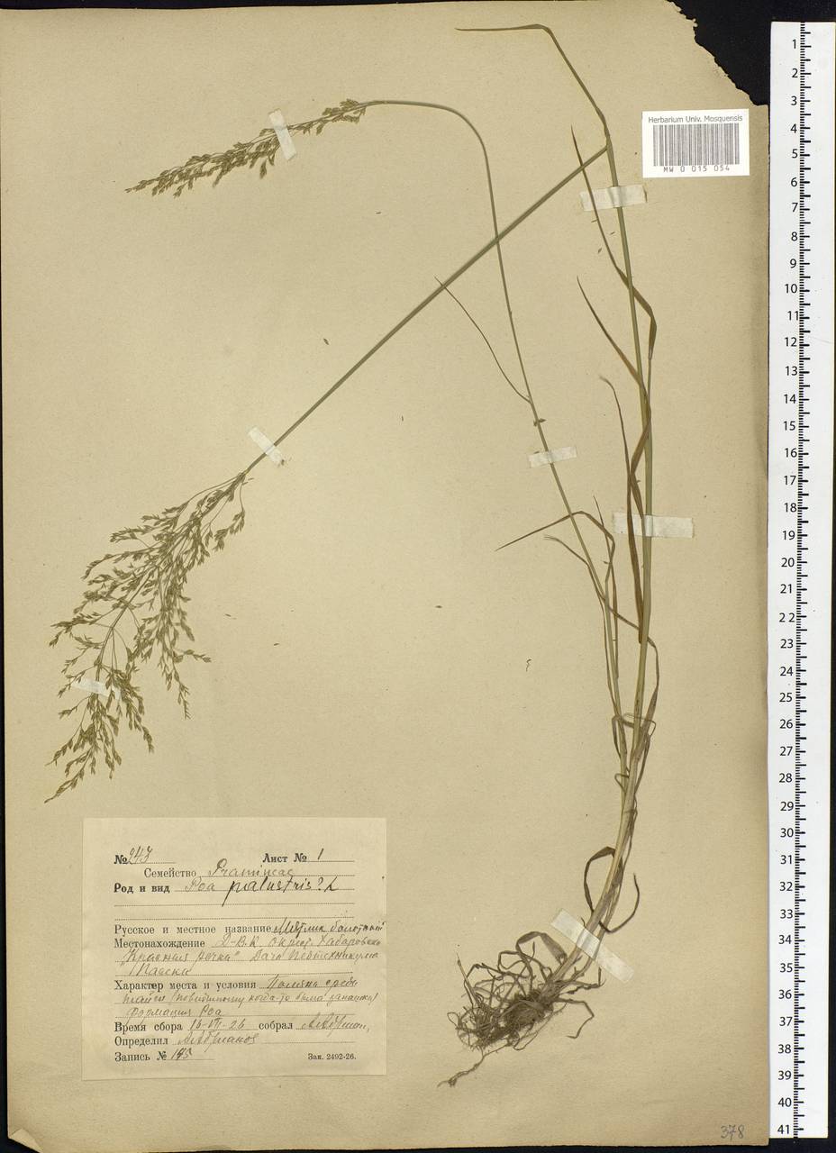 Poa palustris L., Siberia, Russian Far East (S6) (Russia)