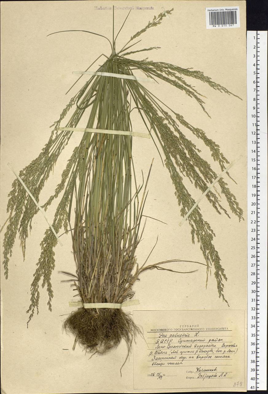 Poa palustris L., Siberia, Yakutia (S5) (Russia)