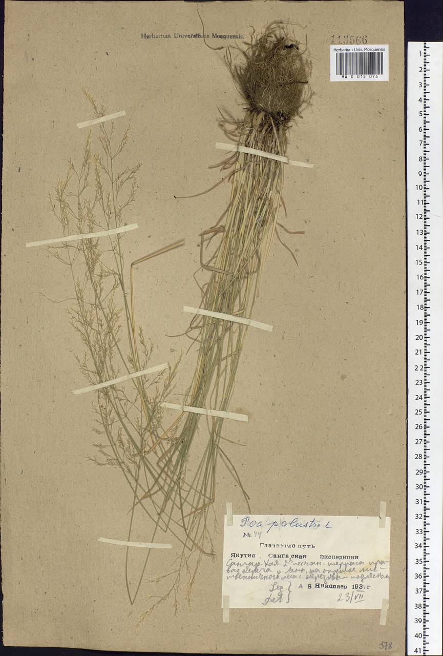 Poa palustris L., Siberia, Yakutia (S5) (Russia)