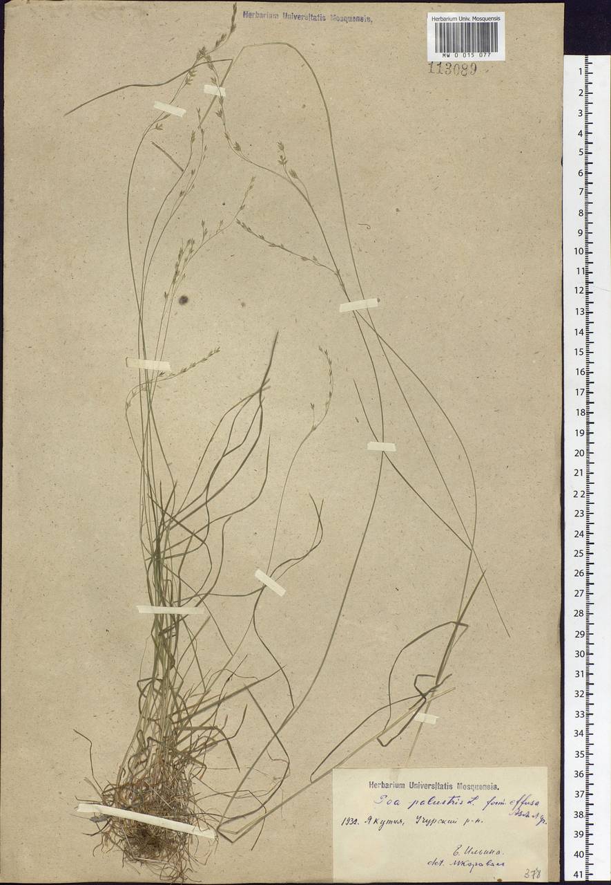 Poa palustris L., Siberia, Yakutia (S5) (Russia)