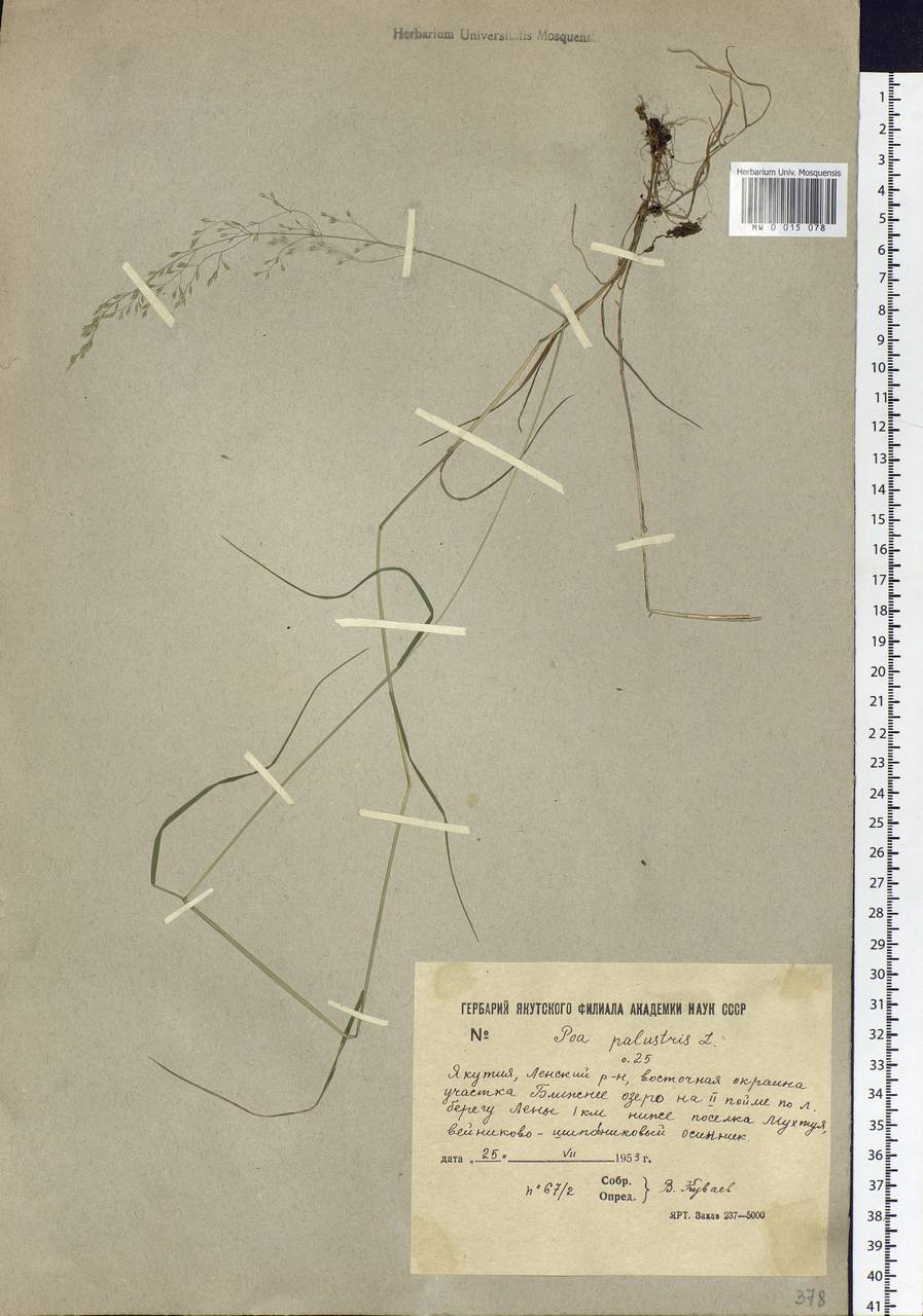 Poa palustris L., Siberia, Yakutia (S5) (Russia)
