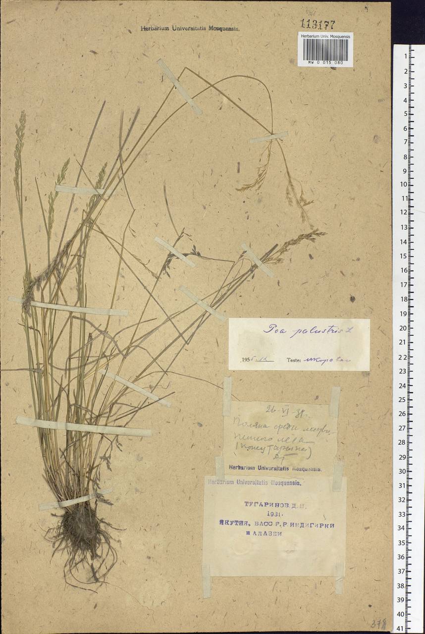 Poa palustris L., Siberia, Yakutia (S5) (Russia)