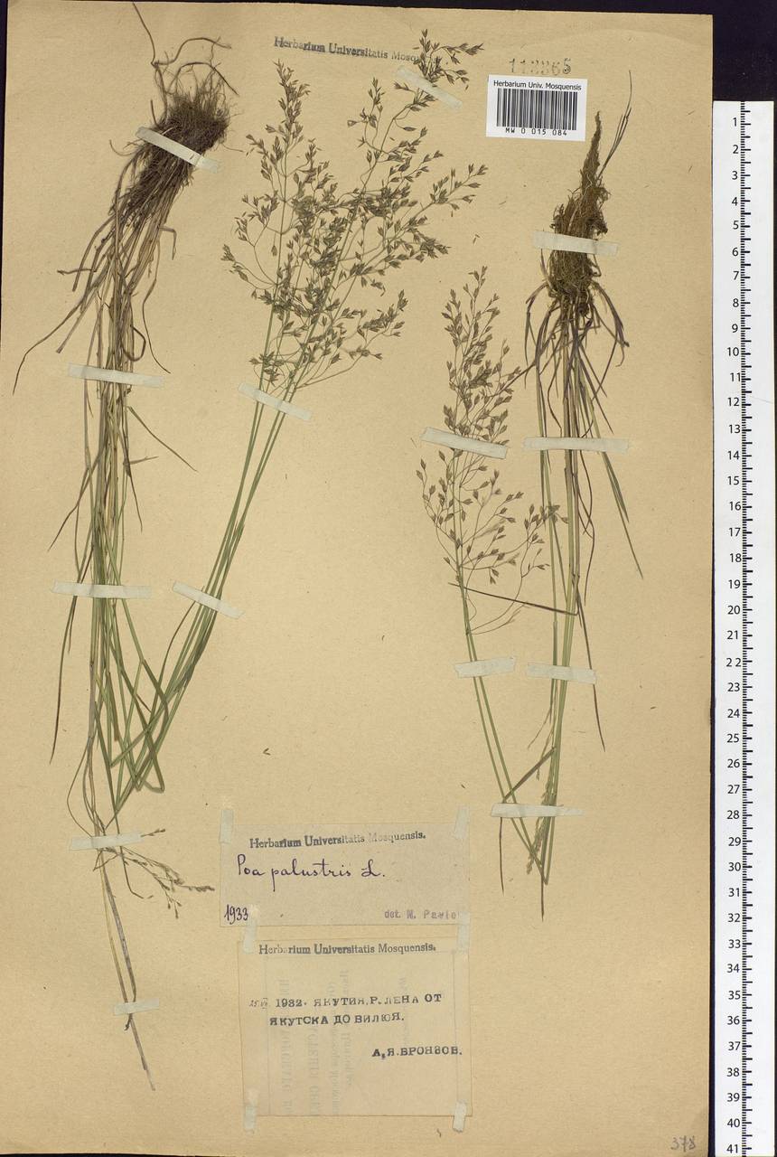 Poa palustris L., Siberia, Yakutia (S5) (Russia)