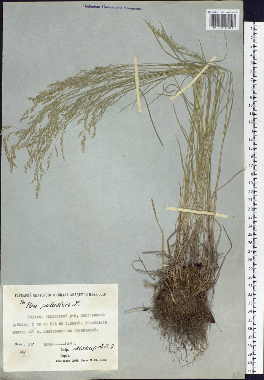 Poa palustris L., Siberia, Yakutia (S5) (Russia)