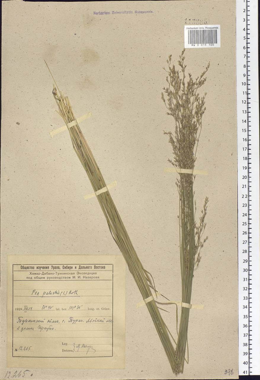 Poa palustris L., Siberia, Baikal & Transbaikal region (S4) (Russia)