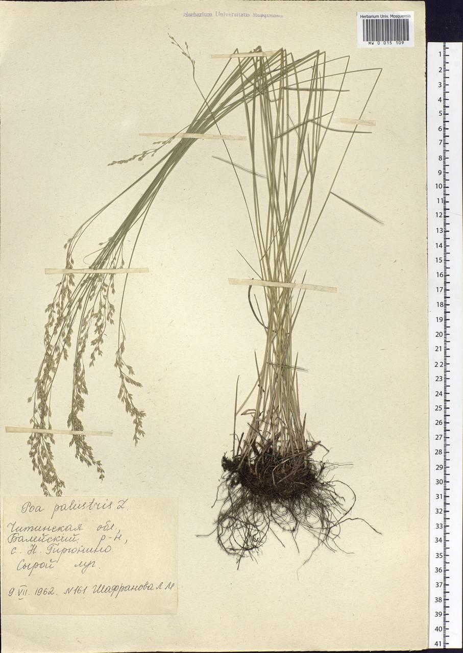 Poa palustris L., Siberia, Baikal & Transbaikal region (S4) (Russia)