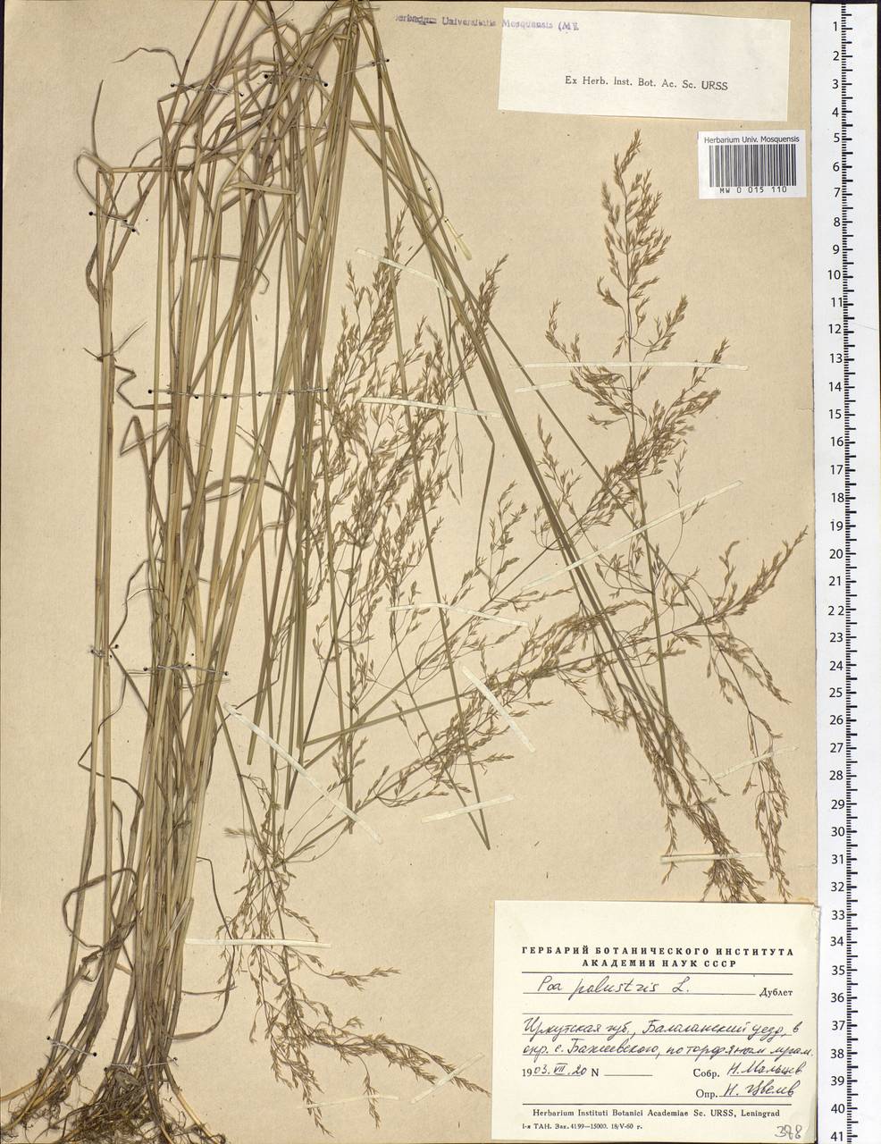 Poa palustris L., Siberia, Baikal & Transbaikal region (S4) (Russia)