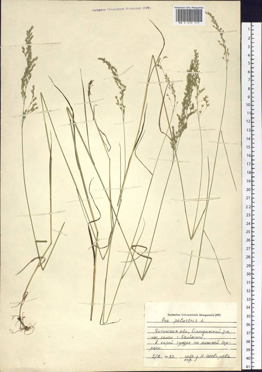 Poa palustris L., Siberia, Baikal & Transbaikal region (S4) (Russia)