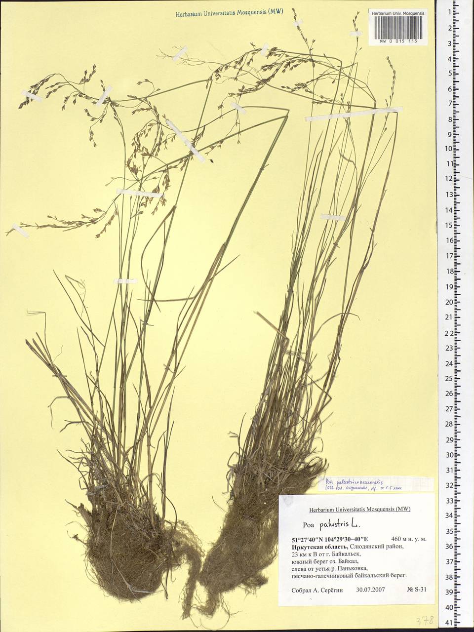 Poa palustris L., Siberia, Baikal & Transbaikal region (S4) (Russia)