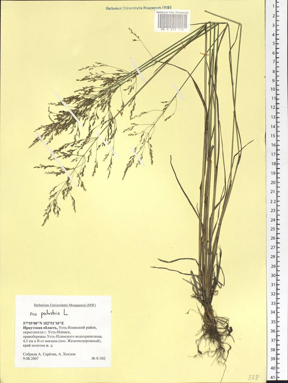 Poa palustris L., Siberia, Baikal & Transbaikal region (S4) (Russia)