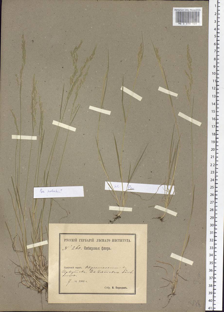 Poa palustris L., Siberia, Baikal & Transbaikal region (S4) (Russia)