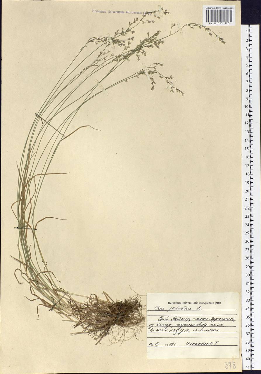 Poa palustris L., Siberia, Central Siberia (S3) (Russia)