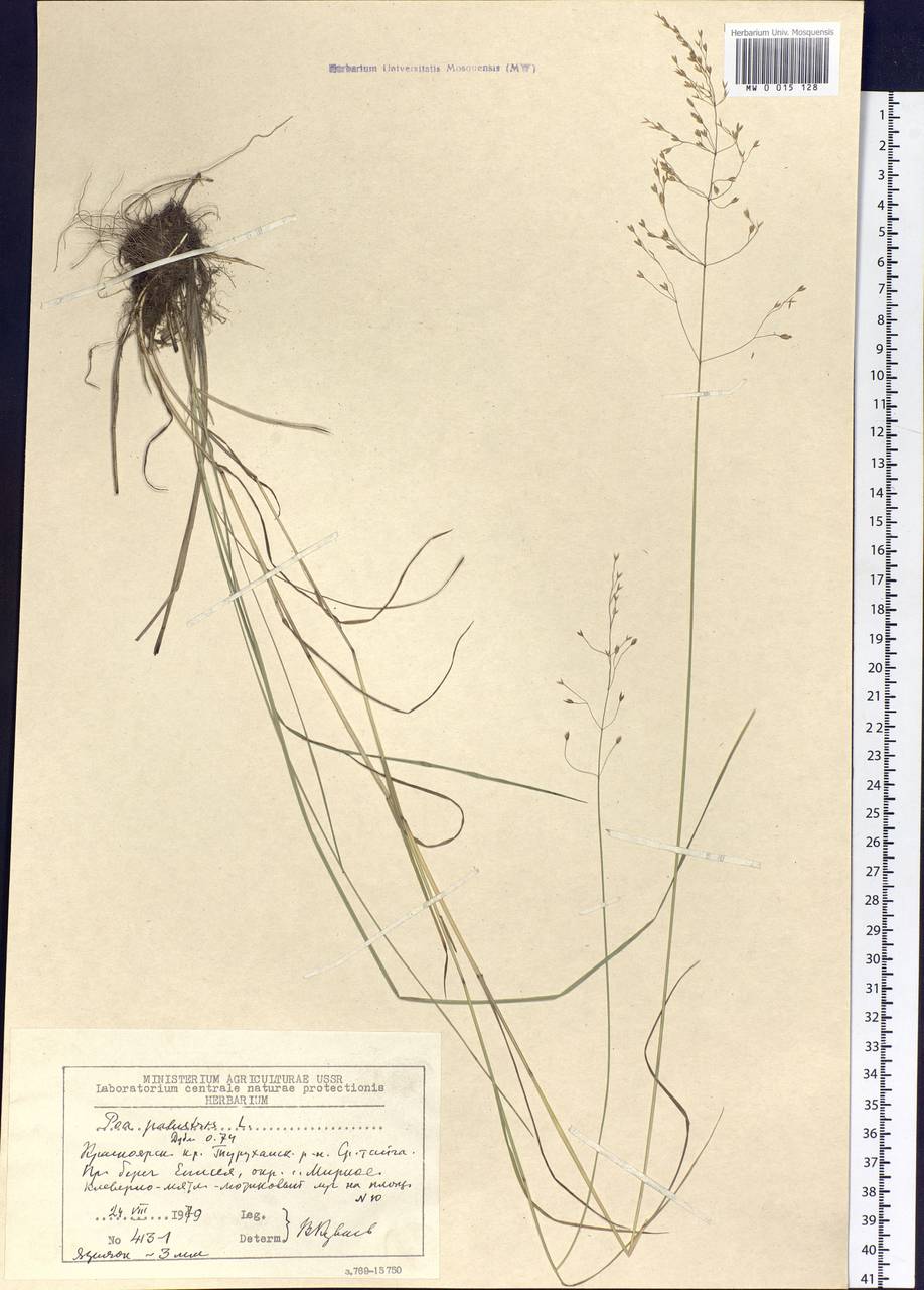 Poa palustris L., Siberia, Central Siberia (S3) (Russia)
