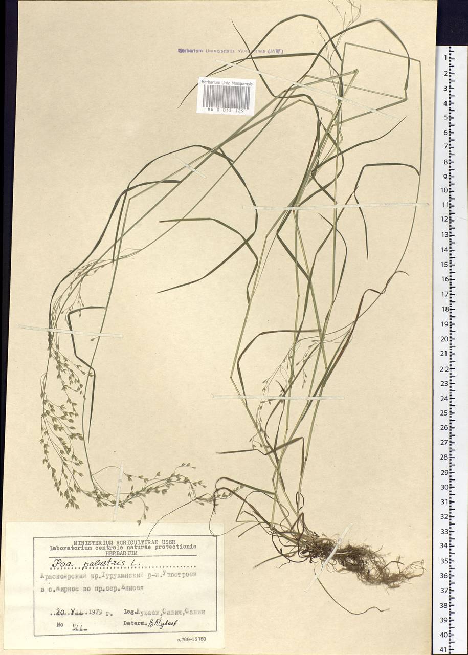 Poa palustris L., Siberia, Central Siberia (S3) (Russia)