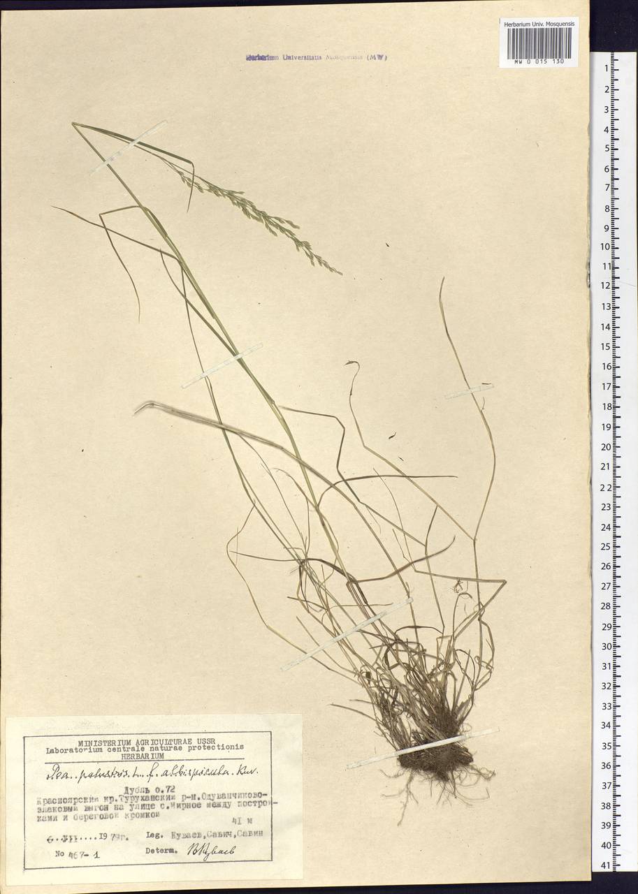 Poa palustris L., Siberia, Central Siberia (S3) (Russia)