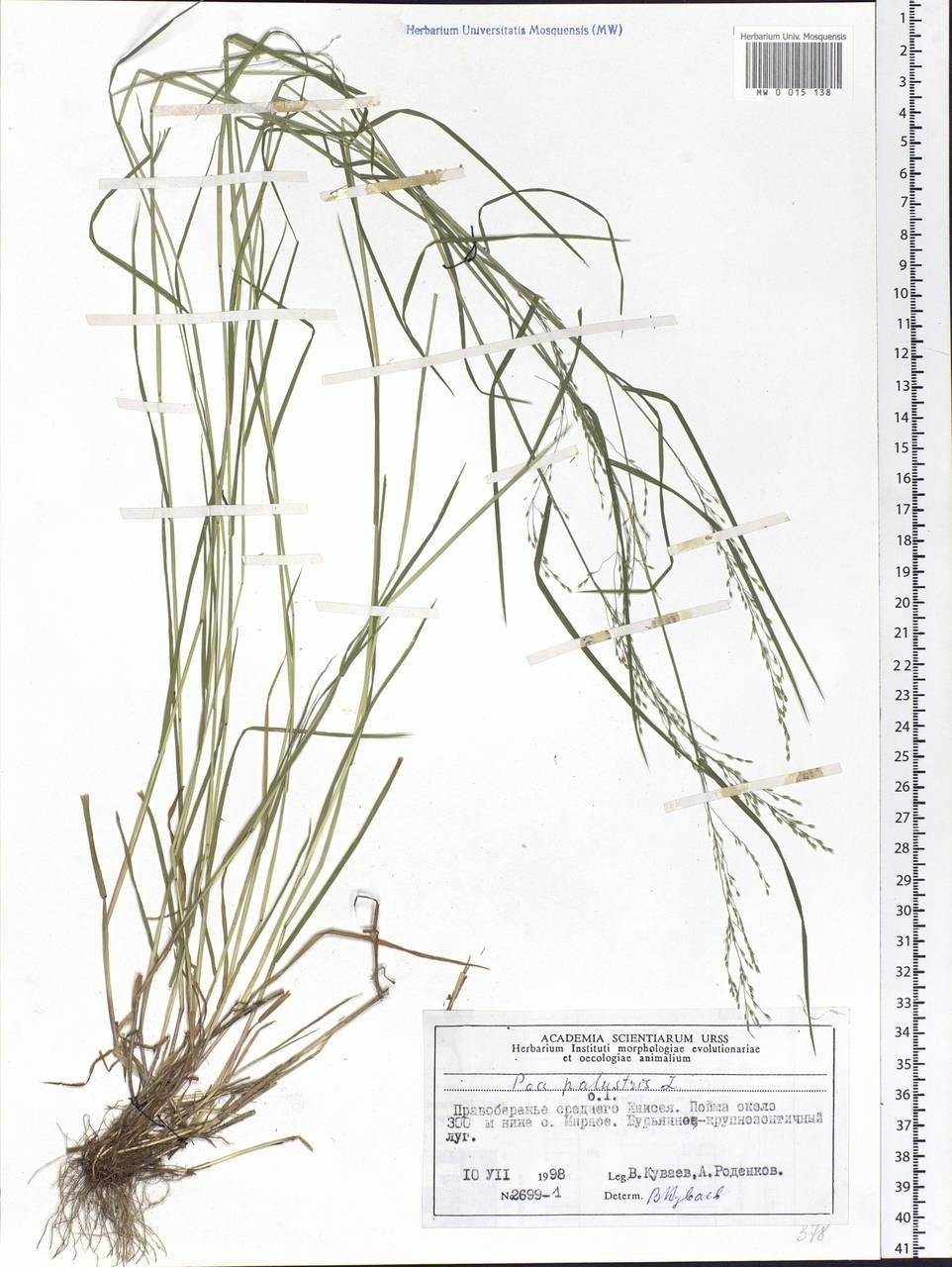 Poa palustris L., Siberia, Central Siberia (S3) (Russia)