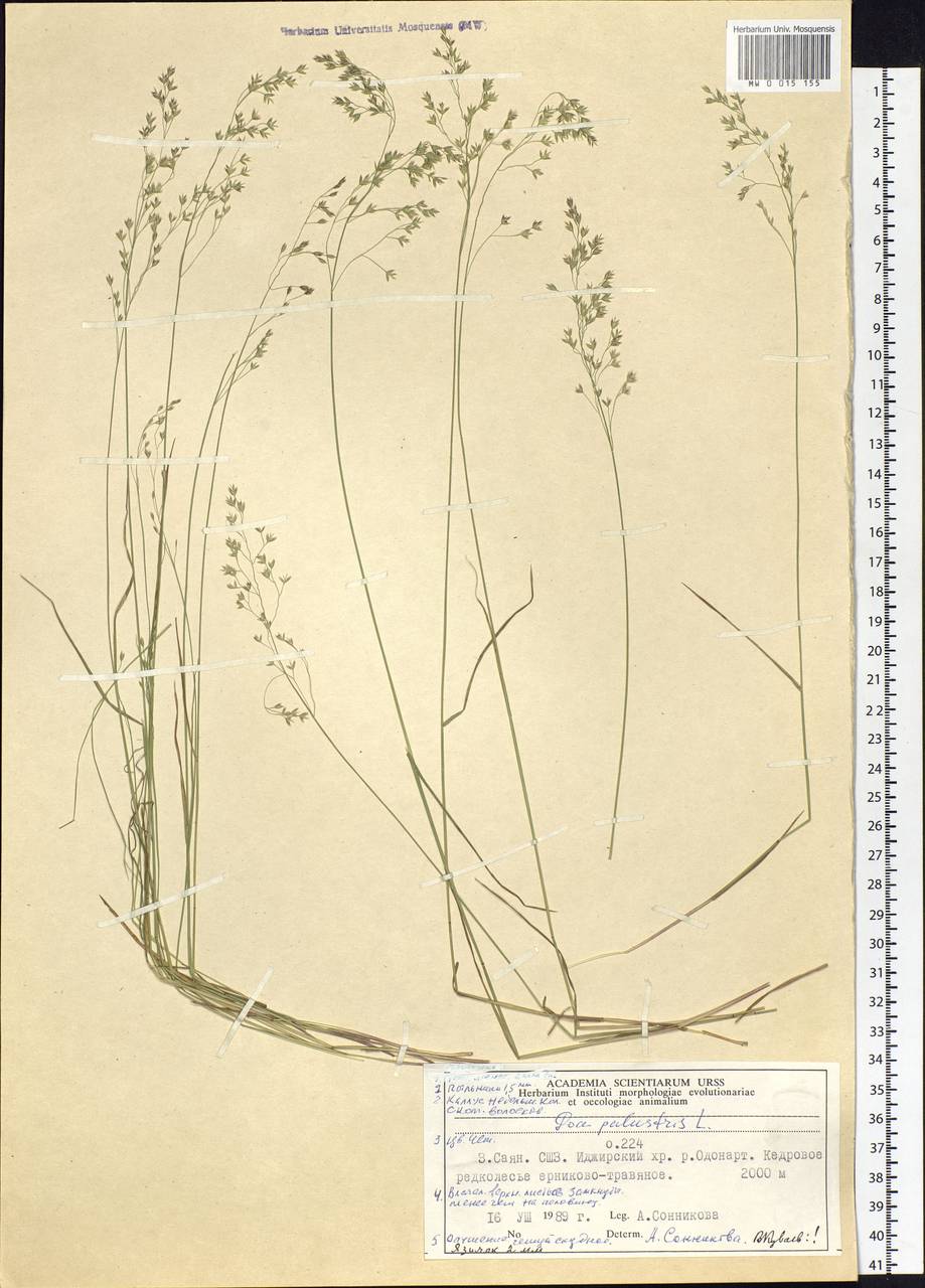 Poa palustris L., Siberia, Altai & Sayany Mountains (S2) (Russia)