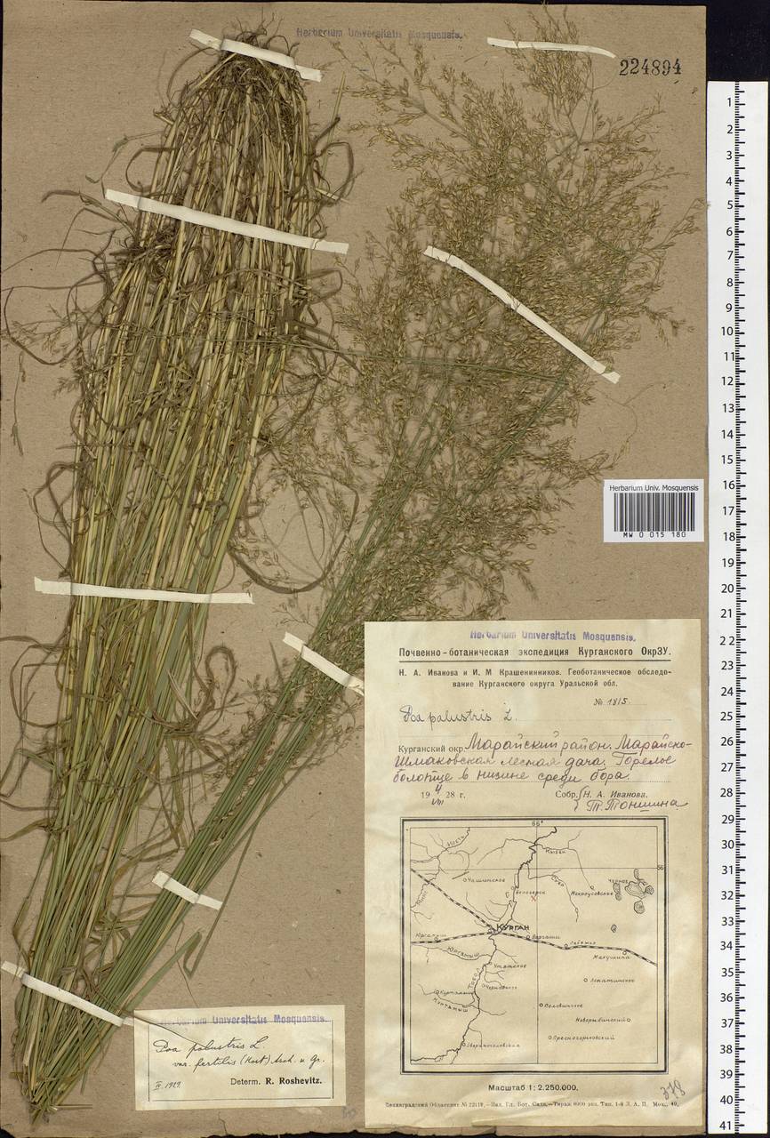 Poa palustris L., Siberia, Western Siberia (S1) (Russia)