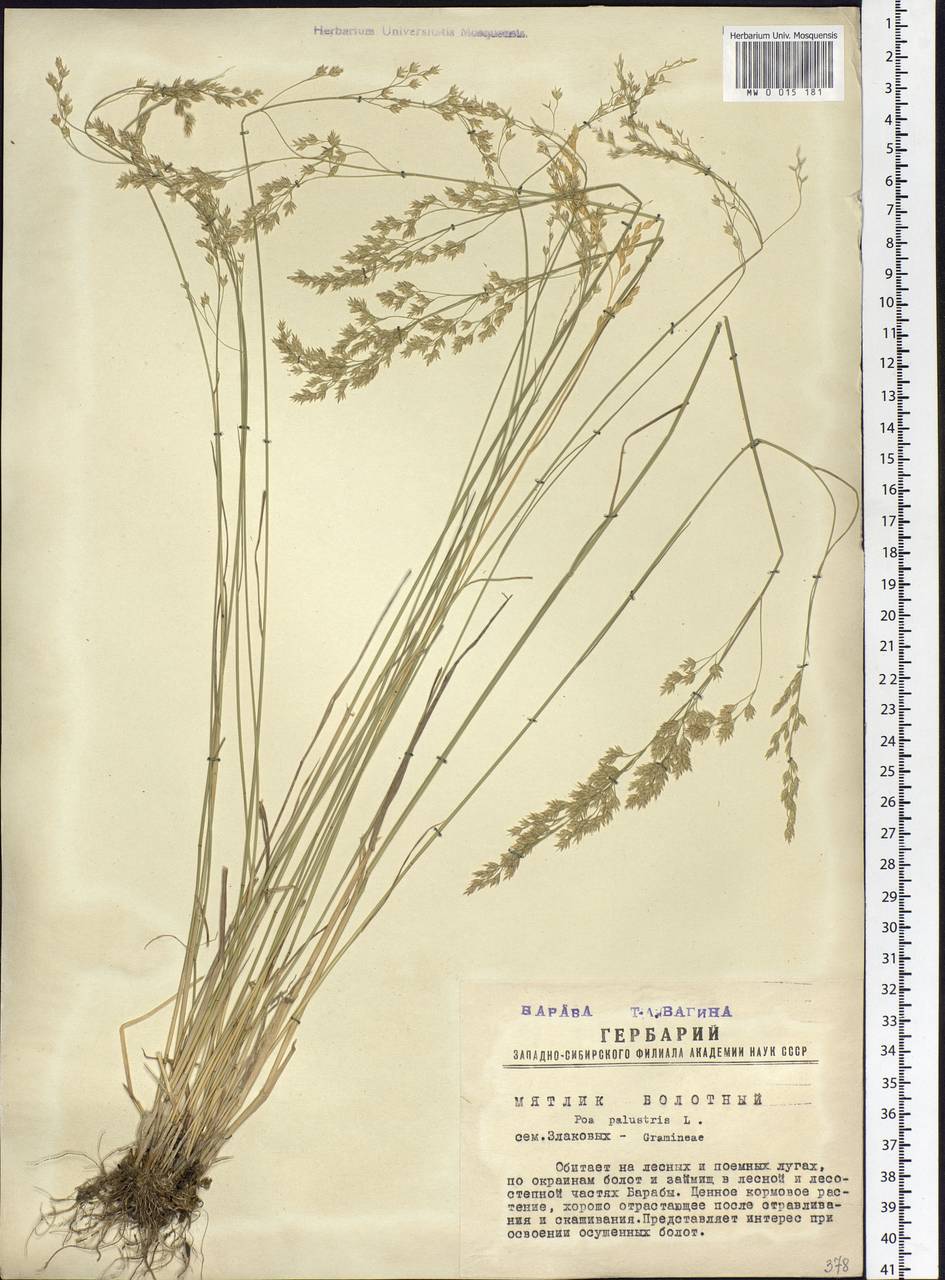 Poa palustris L., Siberia, Western Siberia (S1) (Russia)