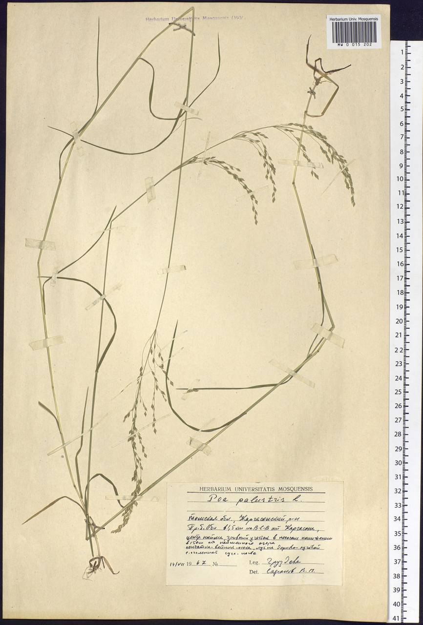 Poa palustris L., Siberia, Western Siberia (S1) (Russia)