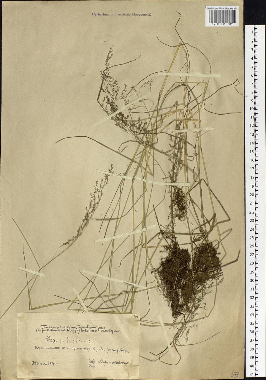 Poa palustris L., Siberia, Western Siberia (S1) (Russia)