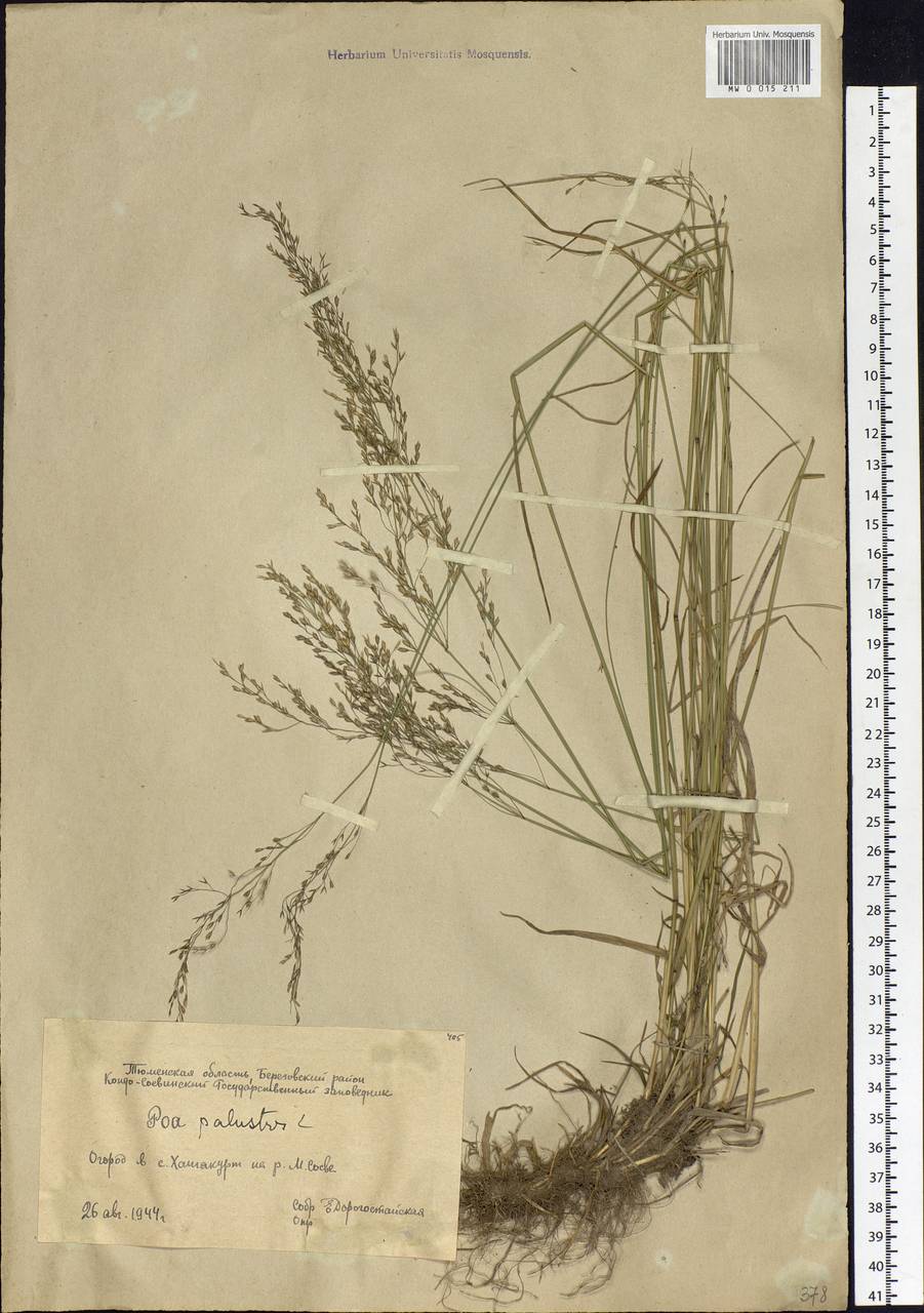 Poa palustris L., Siberia, Western Siberia (S1) (Russia)
