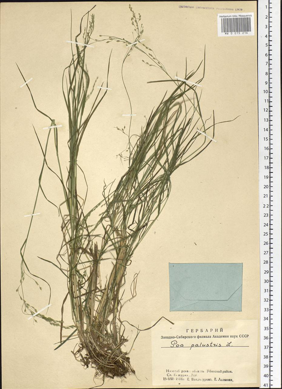 Poa palustris L., Siberia, Western Siberia (S1) (Russia)