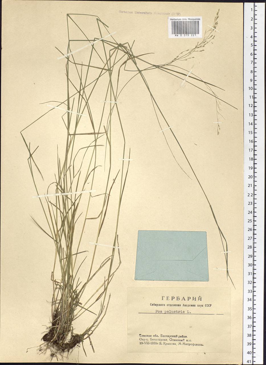 Poa palustris L., Siberia, Western Siberia (S1) (Russia)