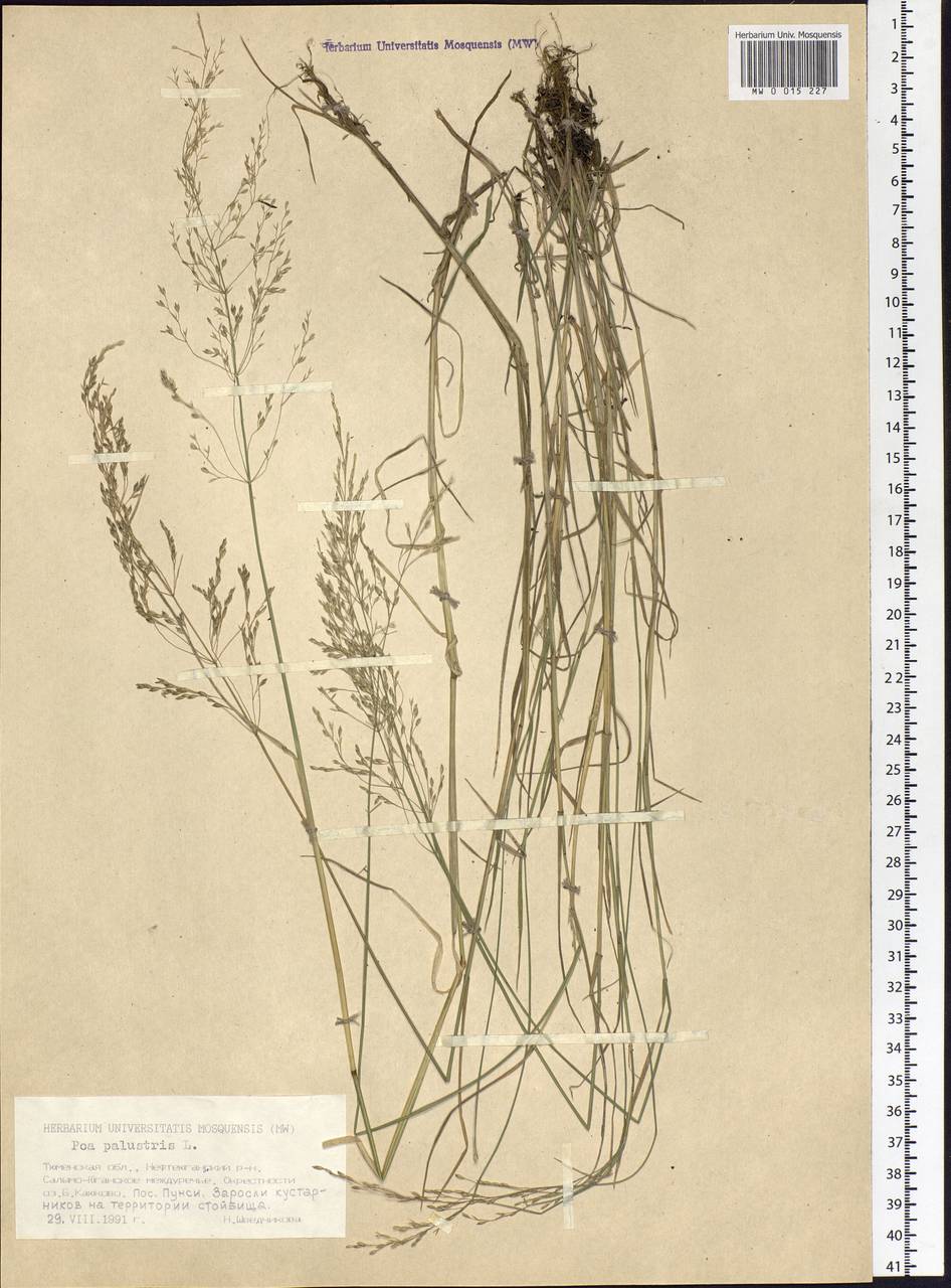Poa palustris L., Siberia, Western Siberia (S1) (Russia)