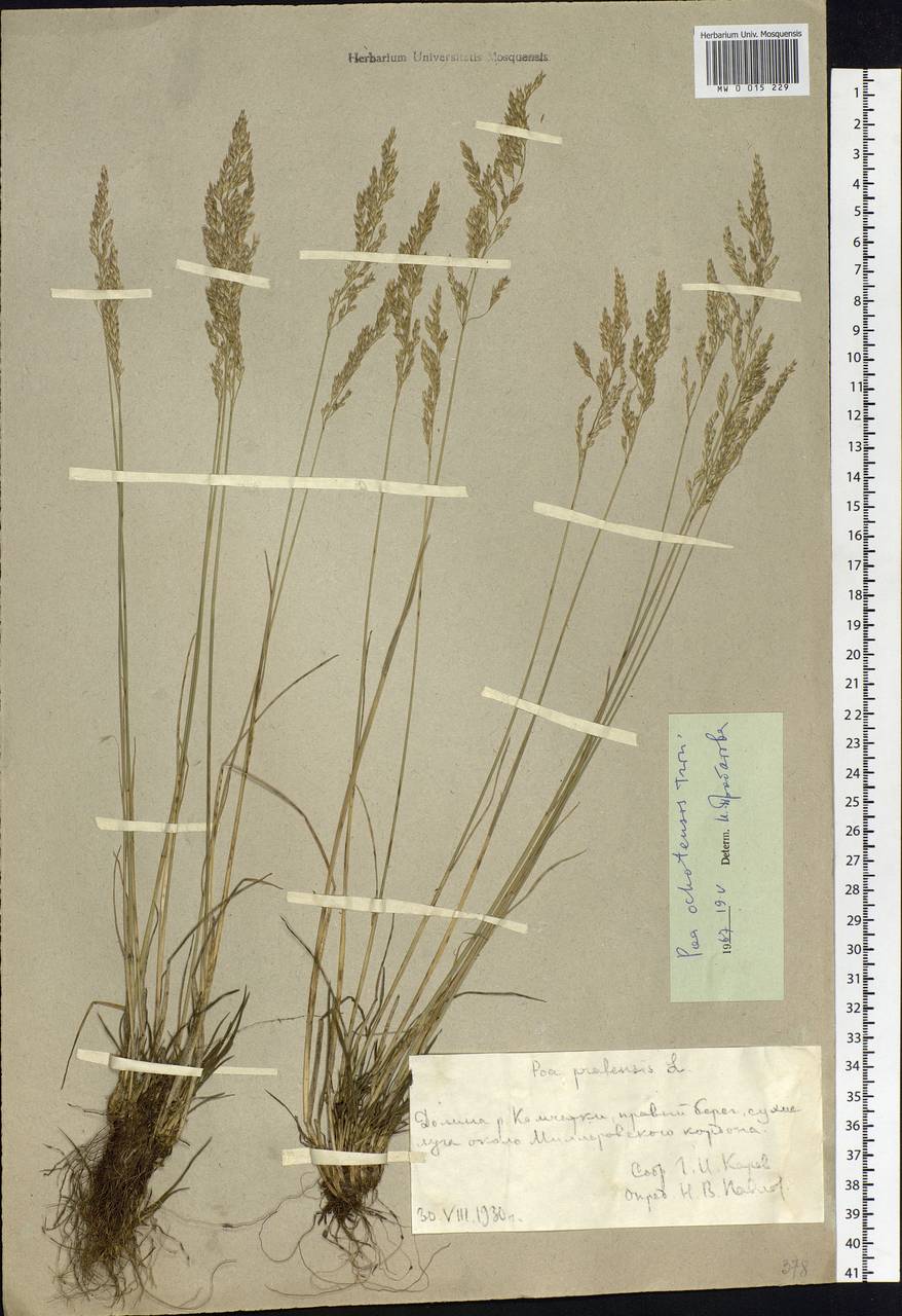 Poa versicolor Besser, Siberia, Chukotka & Kamchatka (S7) (Russia)
