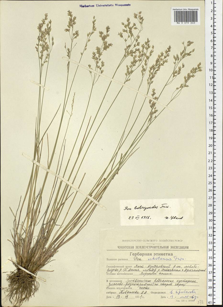 Poa versicolor Besser, Siberia, Chukotka & Kamchatka (S7) (Russia)