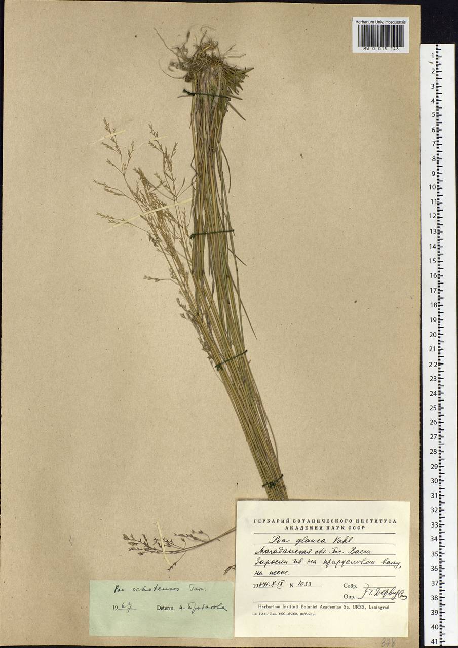 Poa versicolor Besser, Siberia, Chukotka & Kamchatka (S7) (Russia)