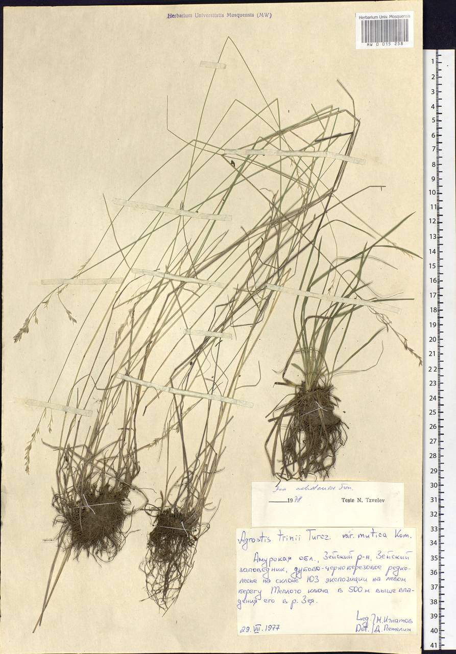 Poa versicolor Besser, Siberia, Russian Far East (S6) (Russia)