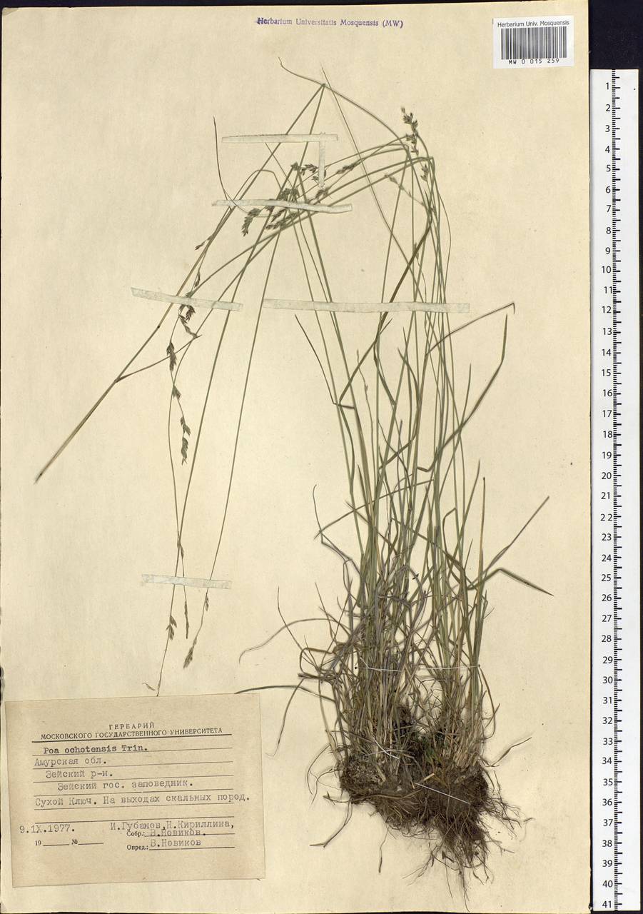 Poa versicolor Besser, Siberia, Russian Far East (S6) (Russia)