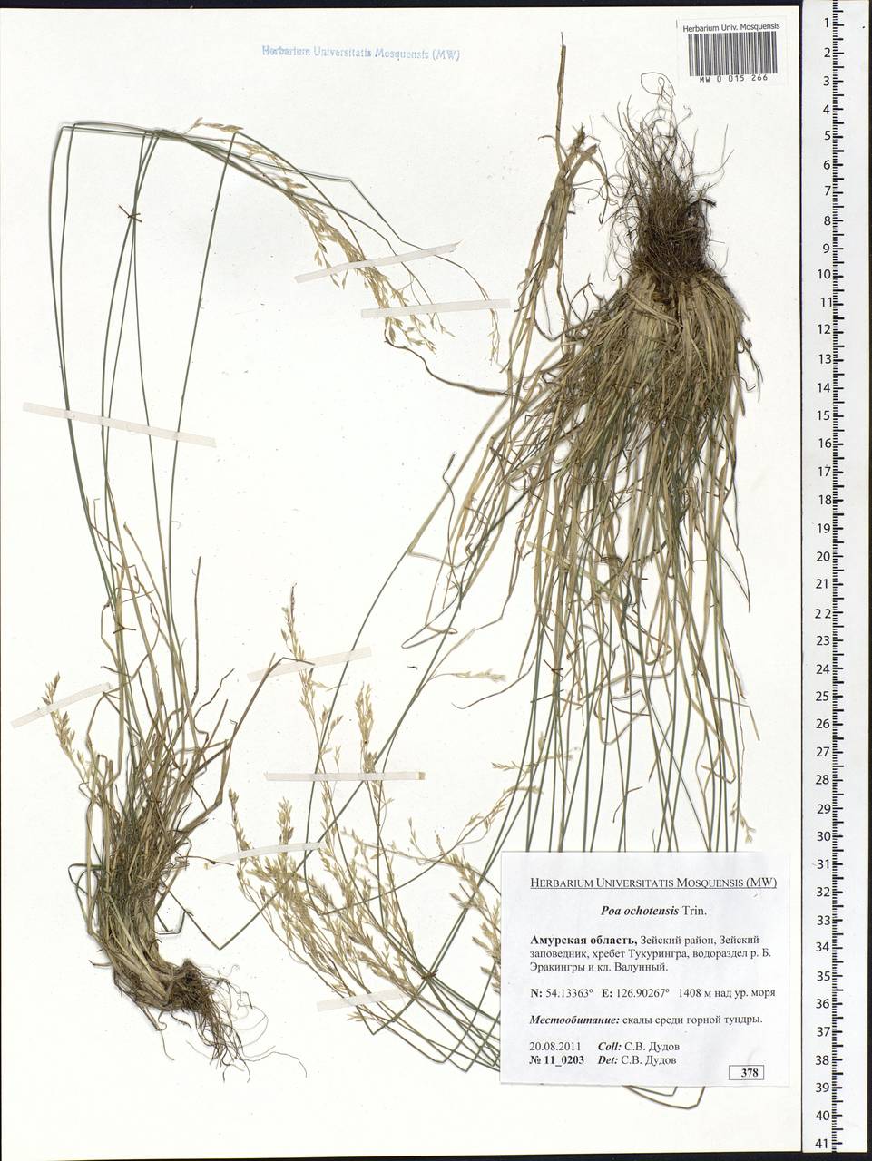 Poa versicolor Besser, Siberia, Russian Far East (S6) (Russia)