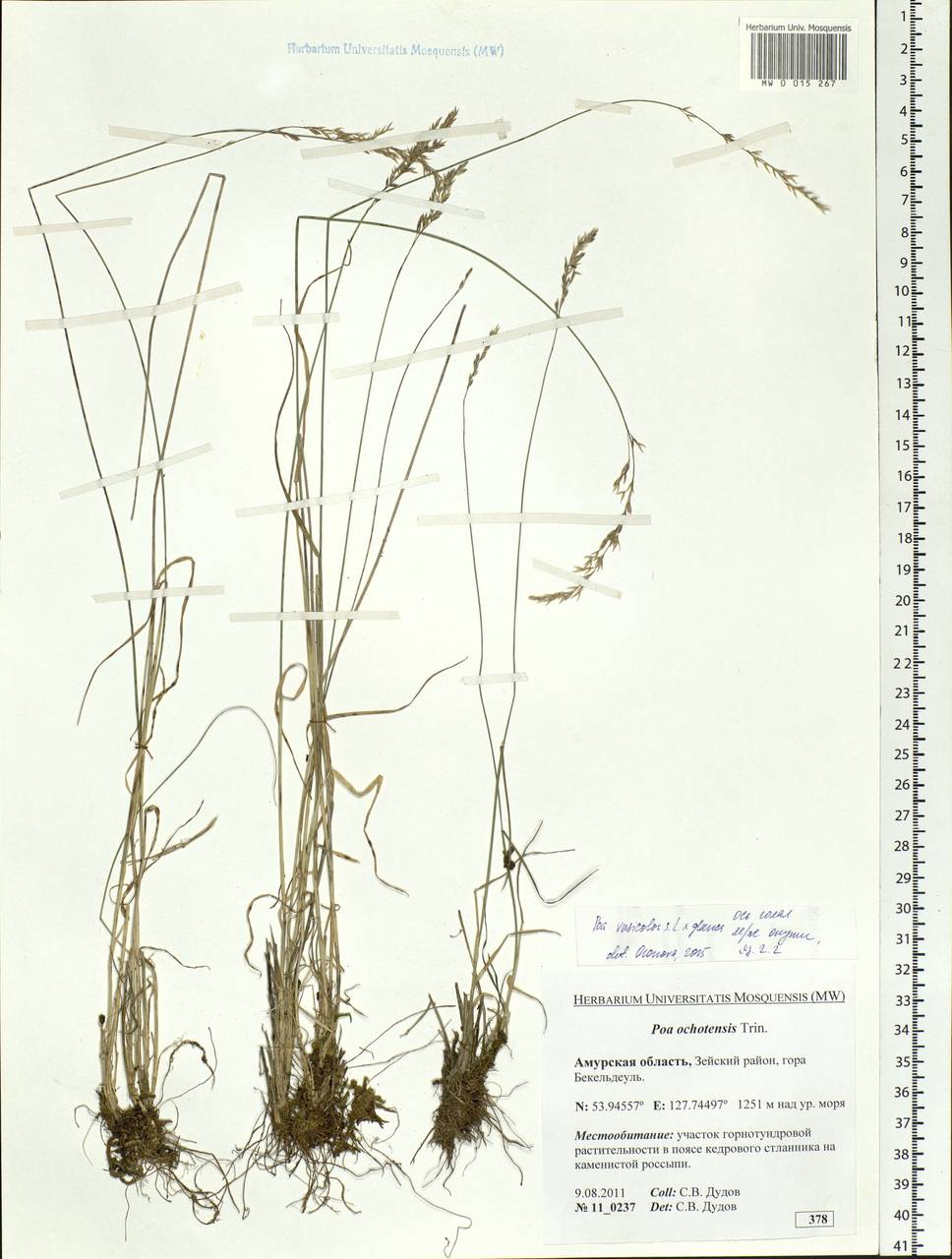 Poa versicolor Besser, Siberia, Russian Far East (S6) (Russia)