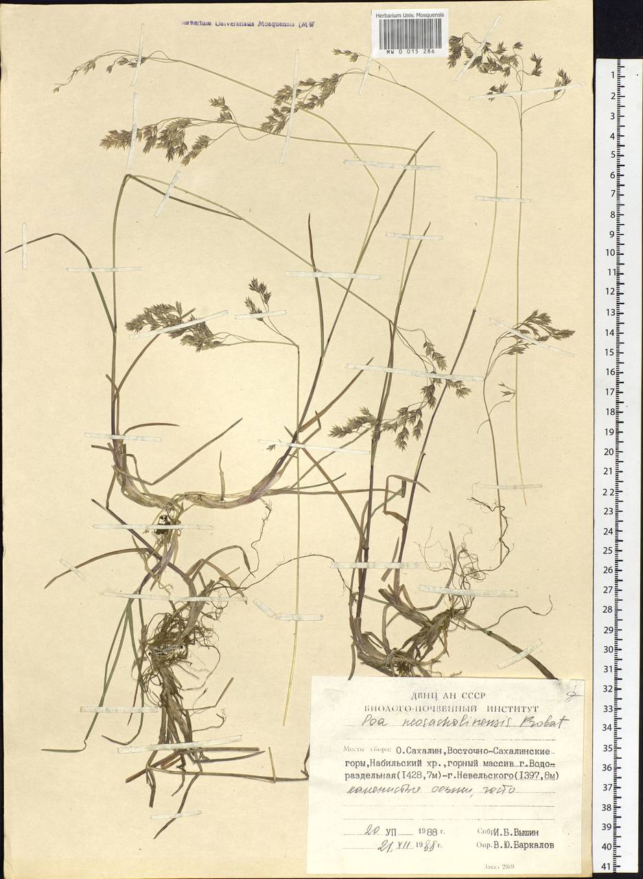Poa finitima T.Koyama, Siberia, Russian Far East (S6) (Russia)