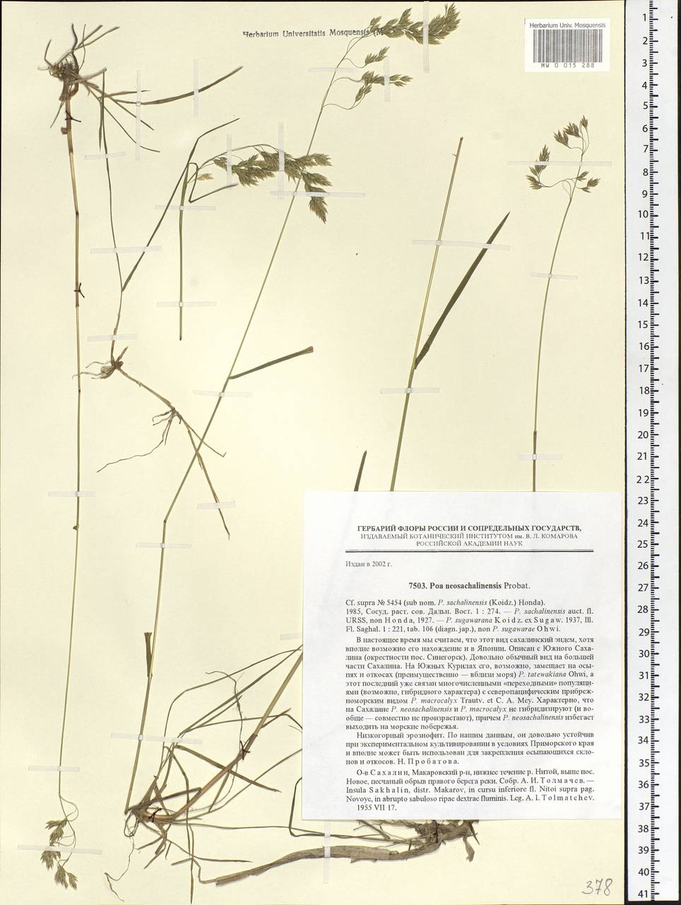 Poa finitima T.Koyama, Siberia, Russian Far East (S6) (Russia)