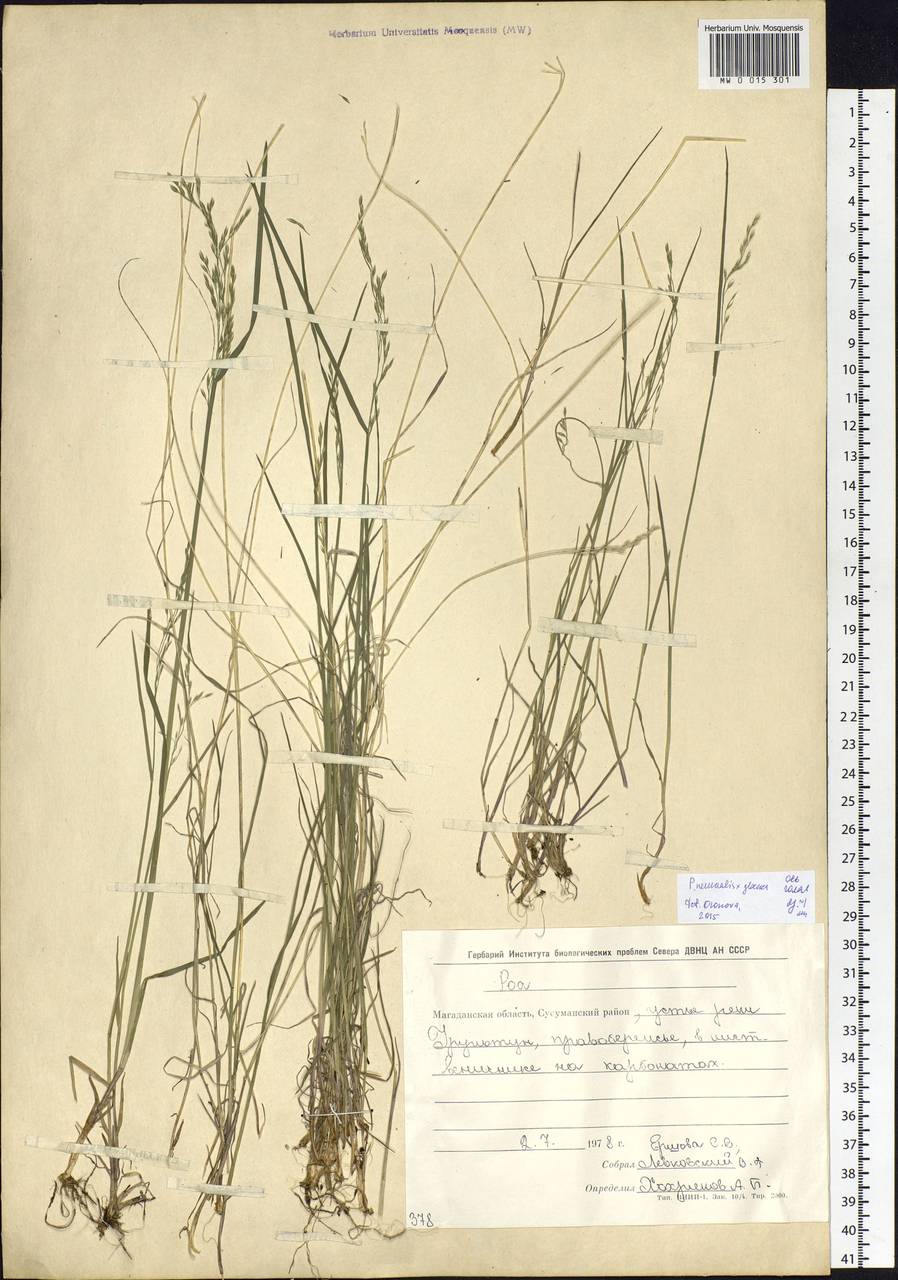 Poa nemoralis L., Siberia, Chukotka & Kamchatka (S7) (Russia)