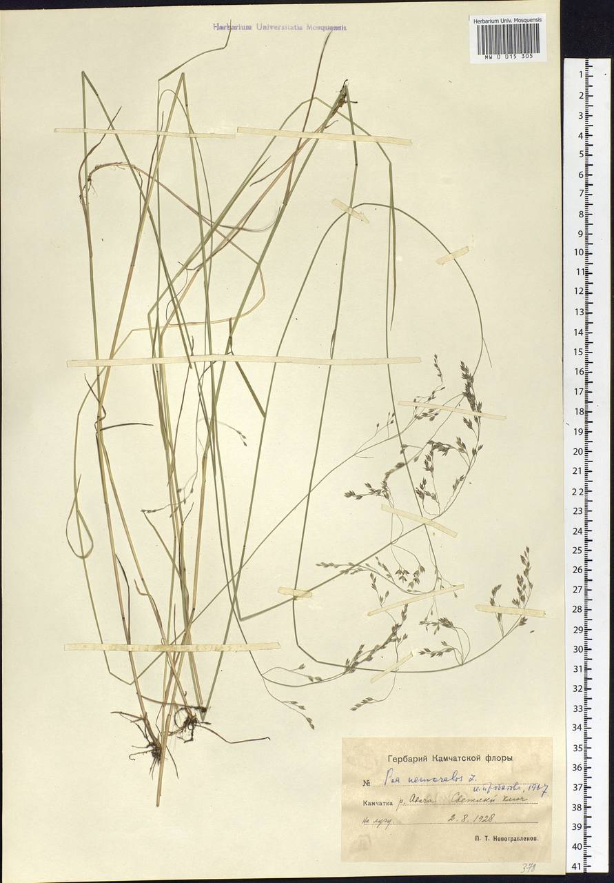 Poa nemoralis L., Siberia, Chukotka & Kamchatka (S7) (Russia)