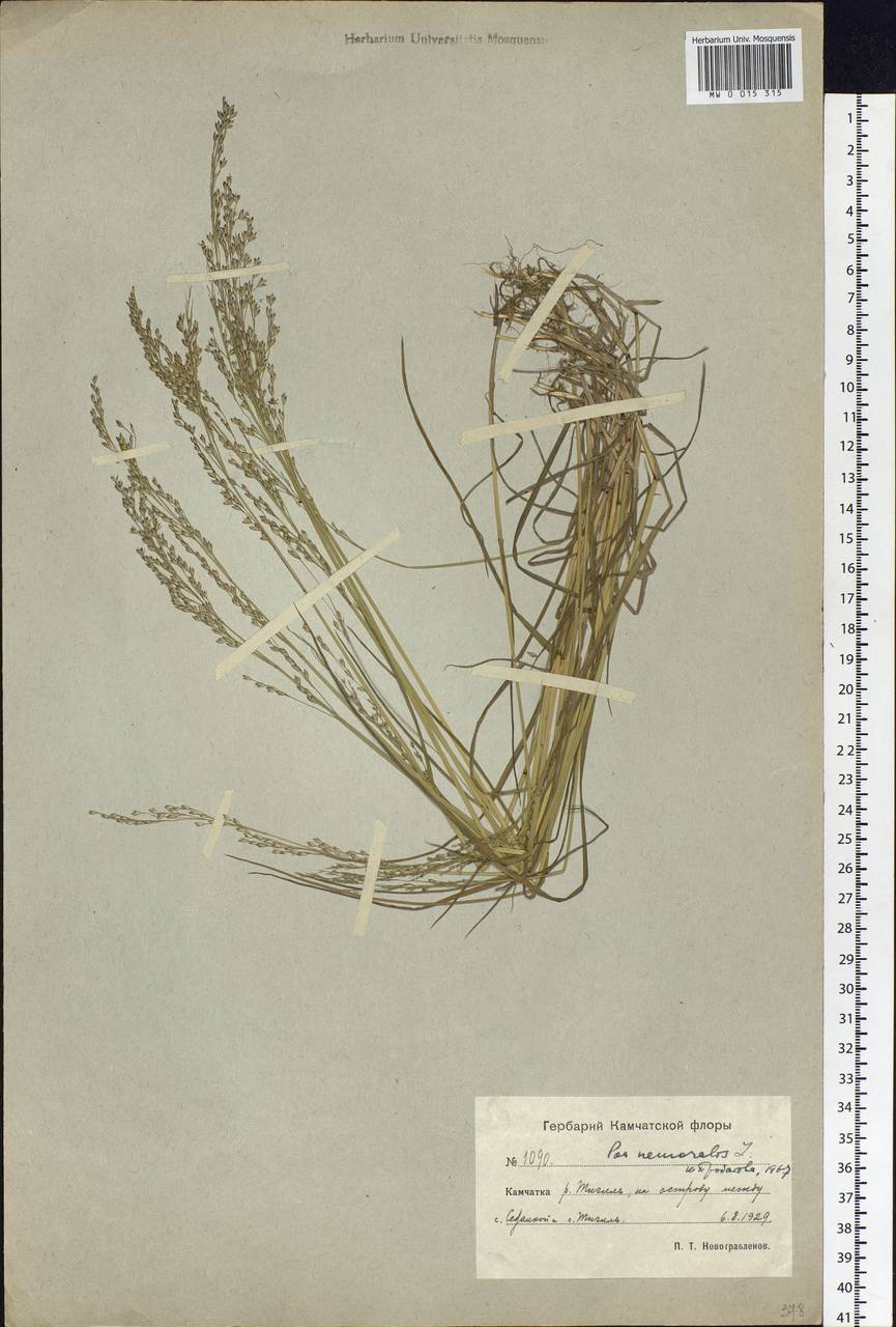 Poa nemoralis L., Siberia, Chukotka & Kamchatka (S7) (Russia)