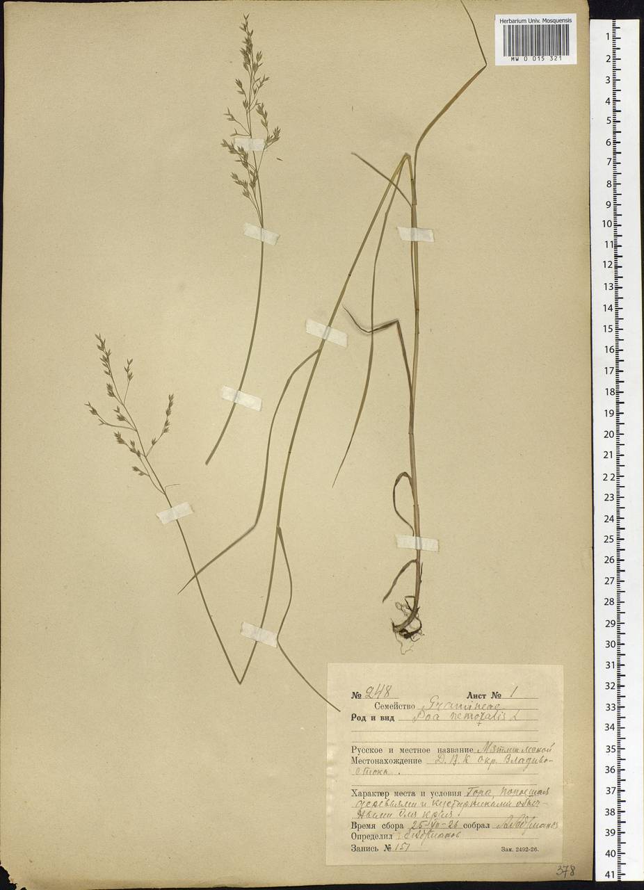 Poa nemoralis L., Siberia, Russian Far East (S6) (Russia)
