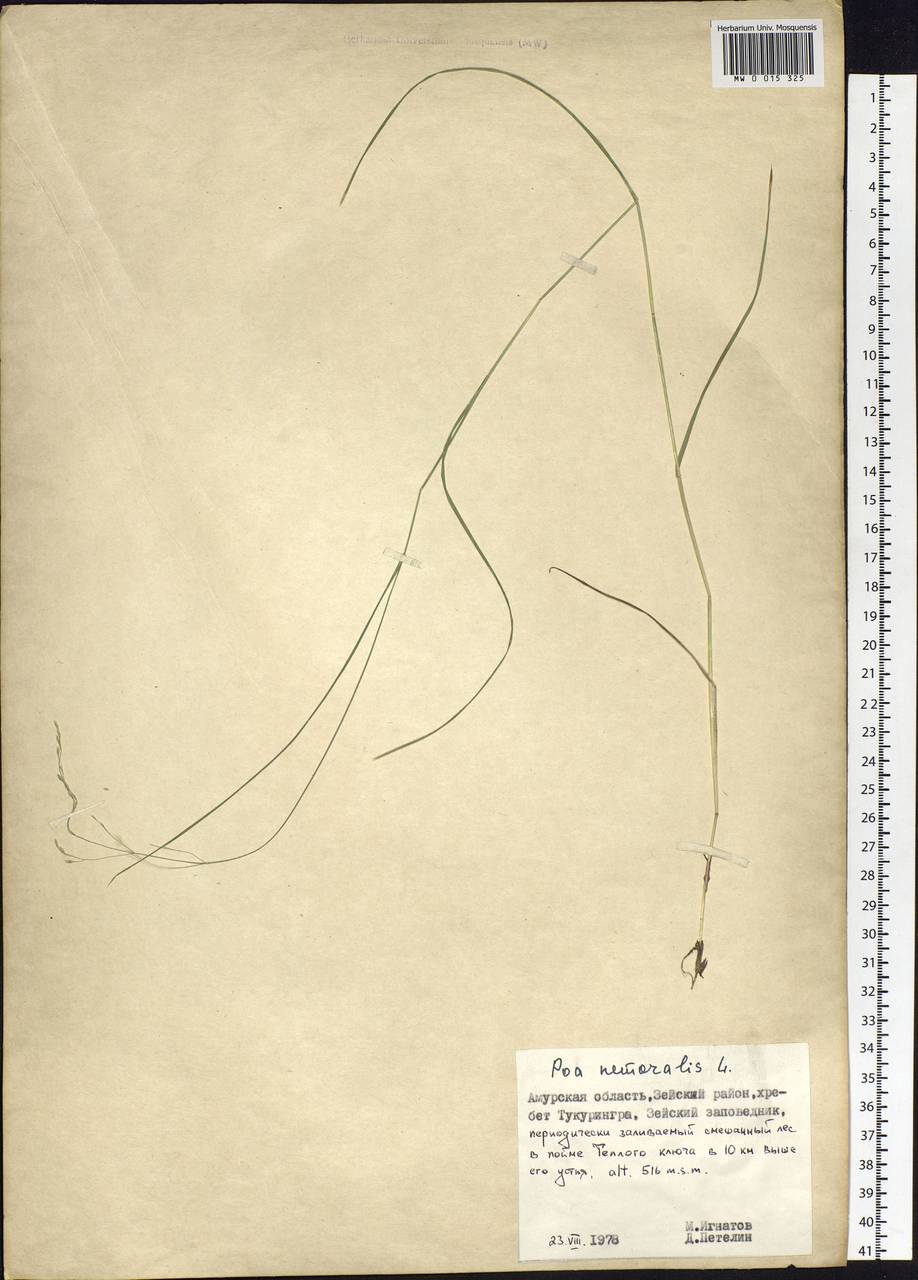 Poa nemoralis L., Siberia, Russian Far East (S6) (Russia)