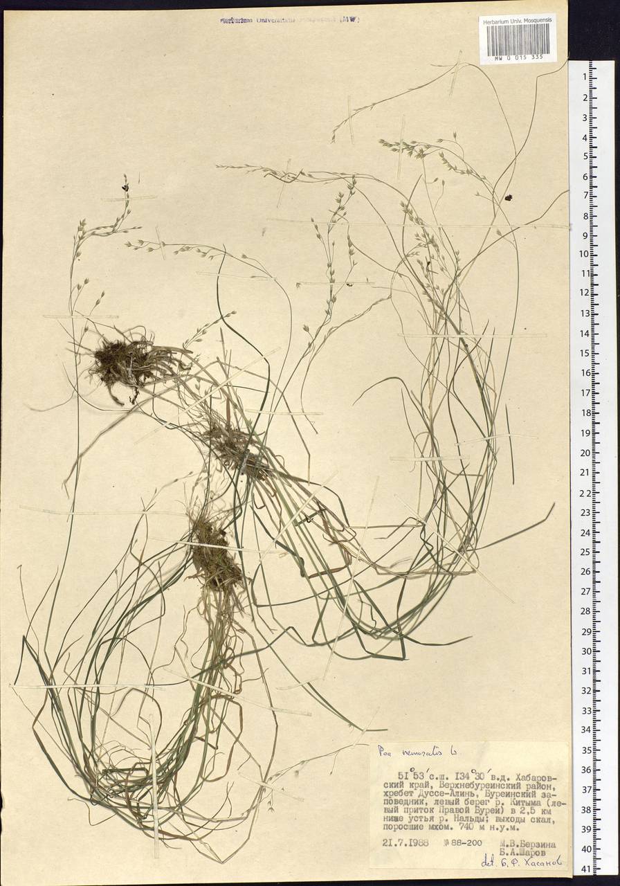 Poa nemoralis L., Siberia, Russian Far East (S6) (Russia)