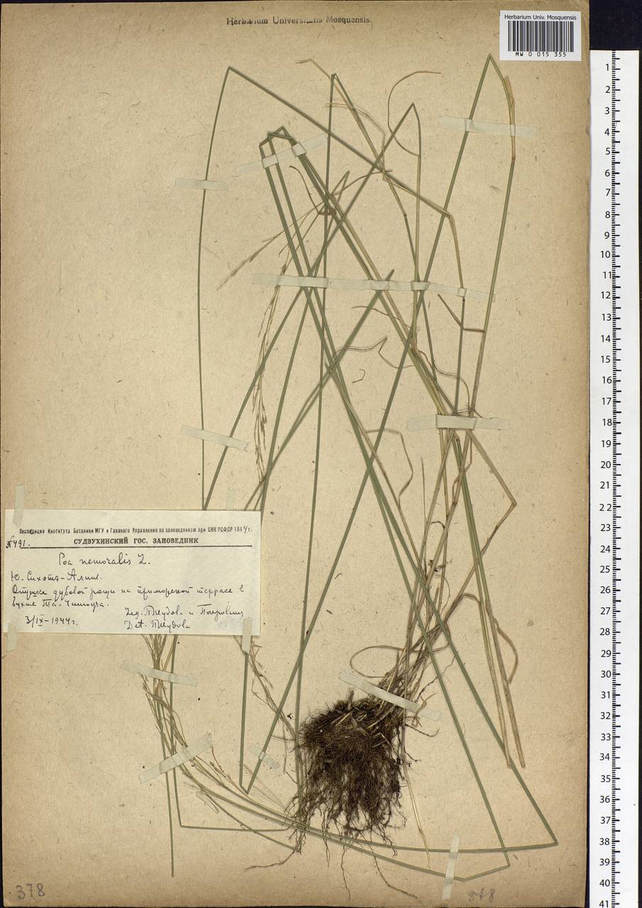 Poa nemoralis L., Siberia, Russian Far East (S6) (Russia)