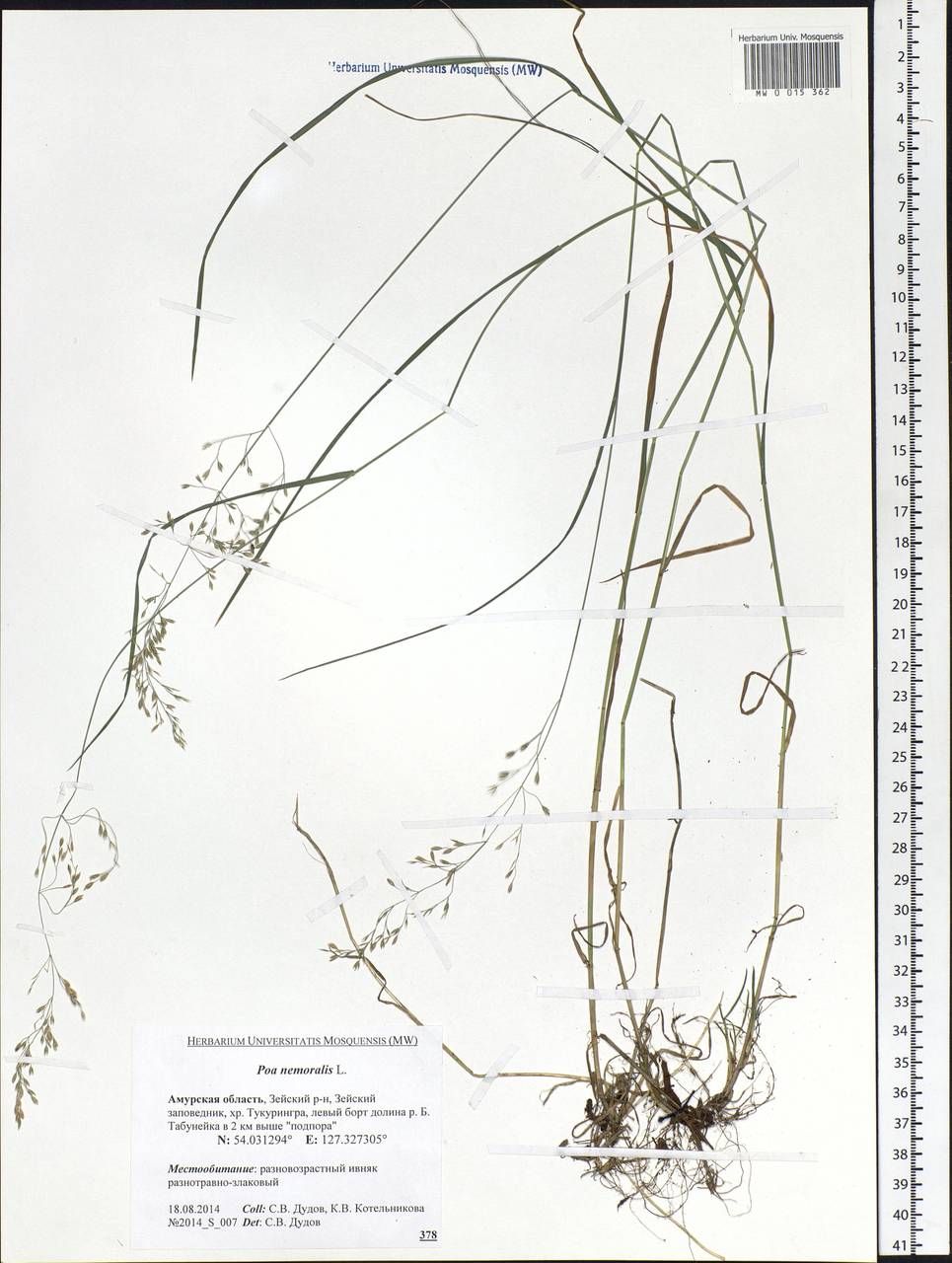 Poa nemoralis L., Siberia, Russian Far East (S6) (Russia)