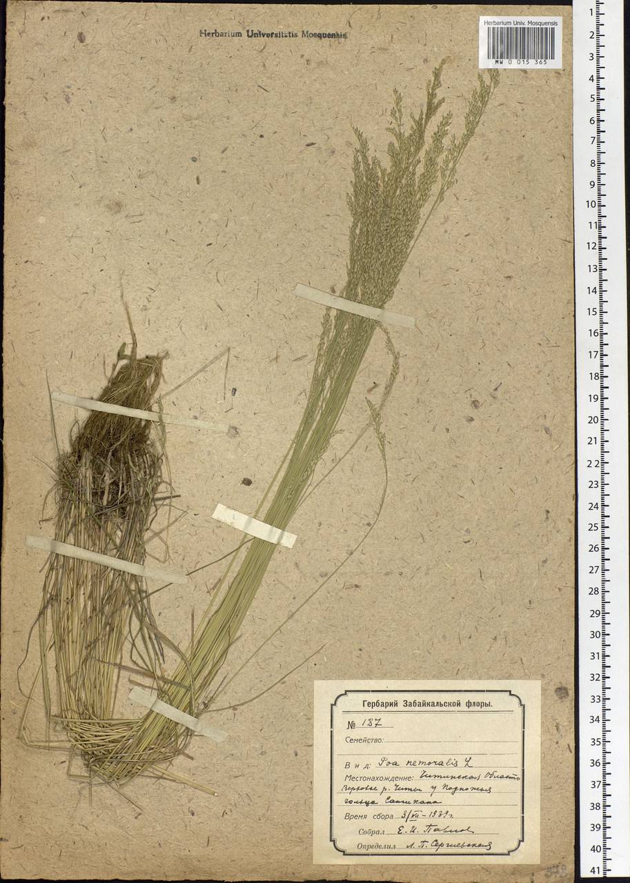 Poa nemoralis L., Siberia, Baikal & Transbaikal region (S4) (Russia)